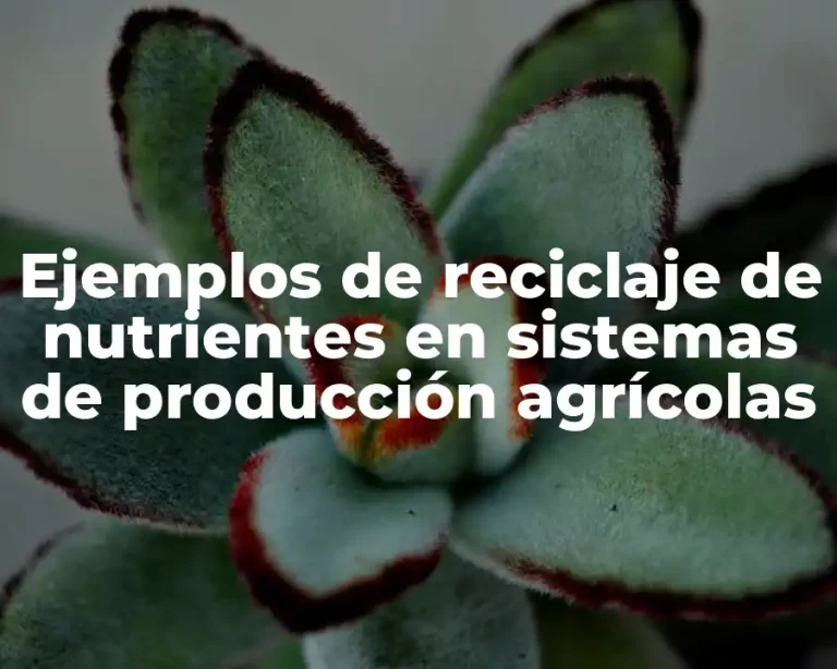 Ejemplos de reciclaje de nutrientes en sistemas de producción agrícolas