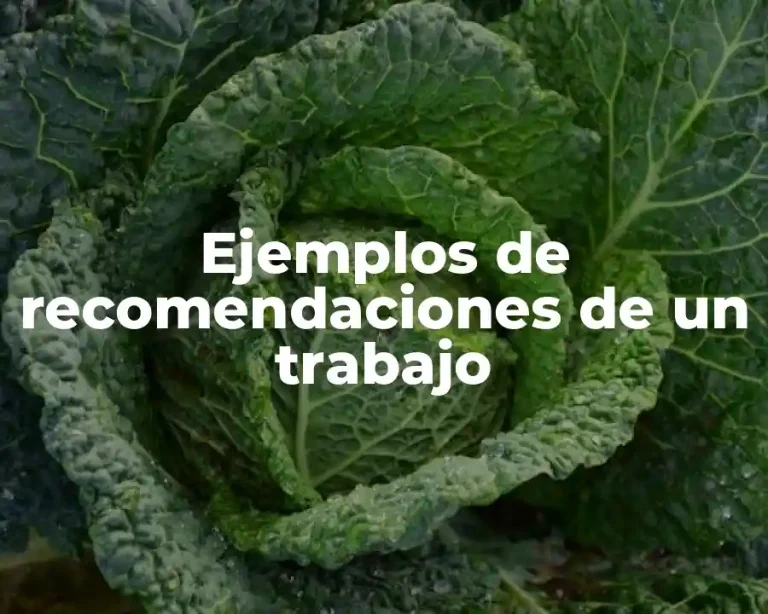 Ejemplos de recomendaciones de un trabajo