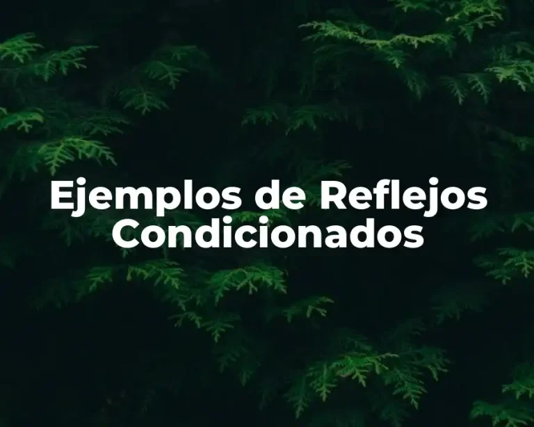 Ejemplos de Reflejos Condicionados