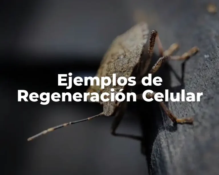 Ejemplos de Regeneración Celular