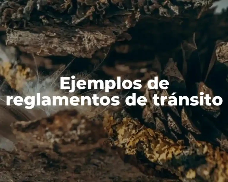 Ejemplos de reglamentos de tránsito