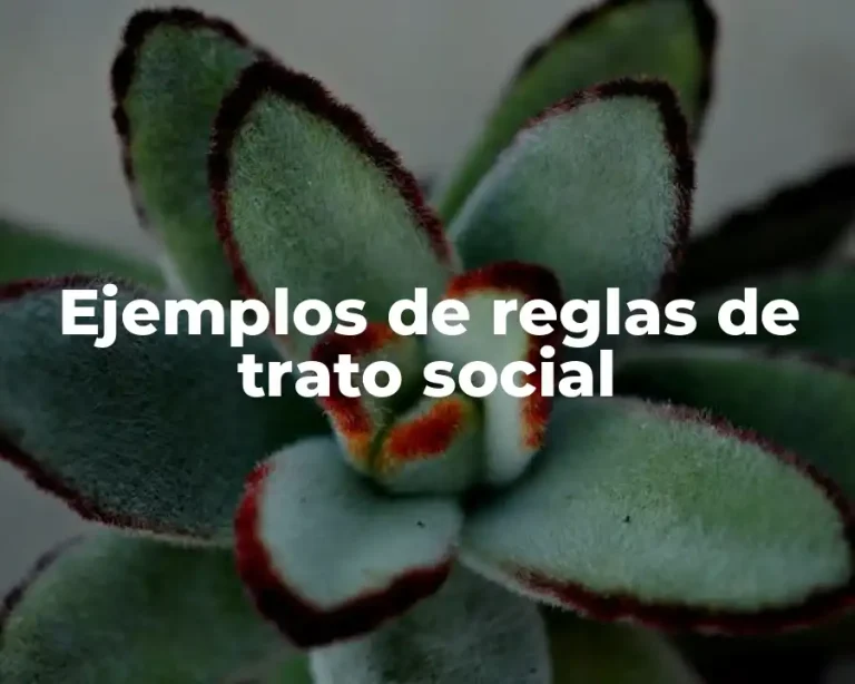 Ejemplos de reglas de trato social