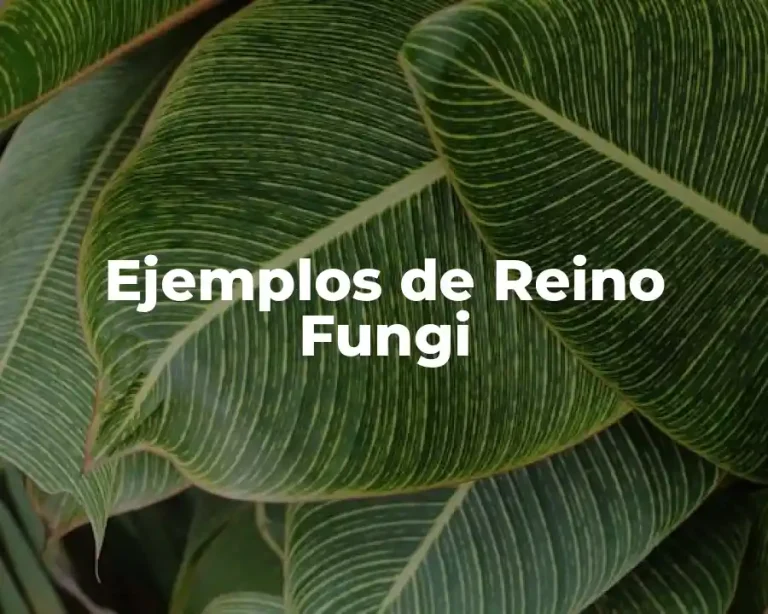 Ejemplos de Reino Fungi