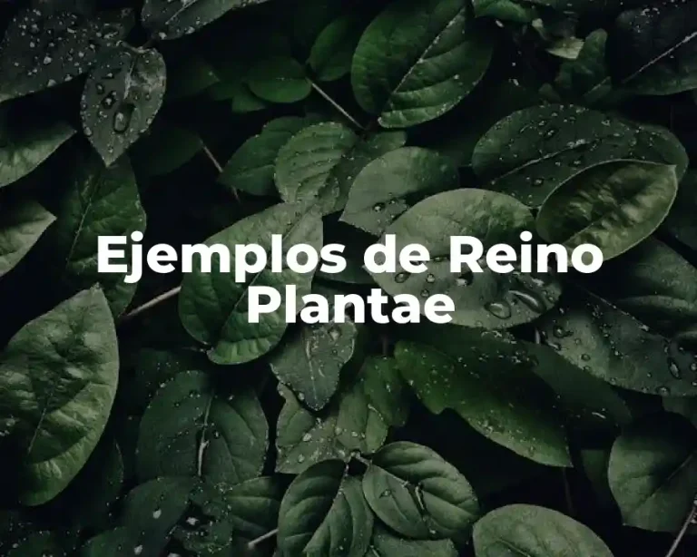 Ejemplos de Reino Plantae