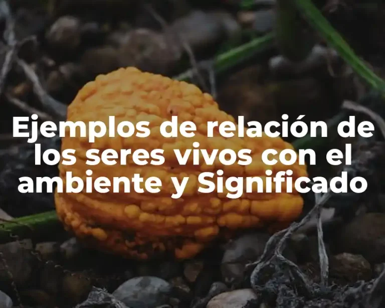 Ejemplos de relación de los seres vivos con el ambiente y Significado