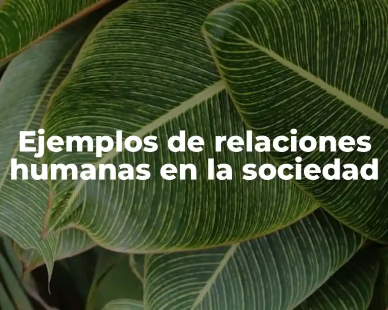Ejemplos de relaciones humanas en la sociedad
