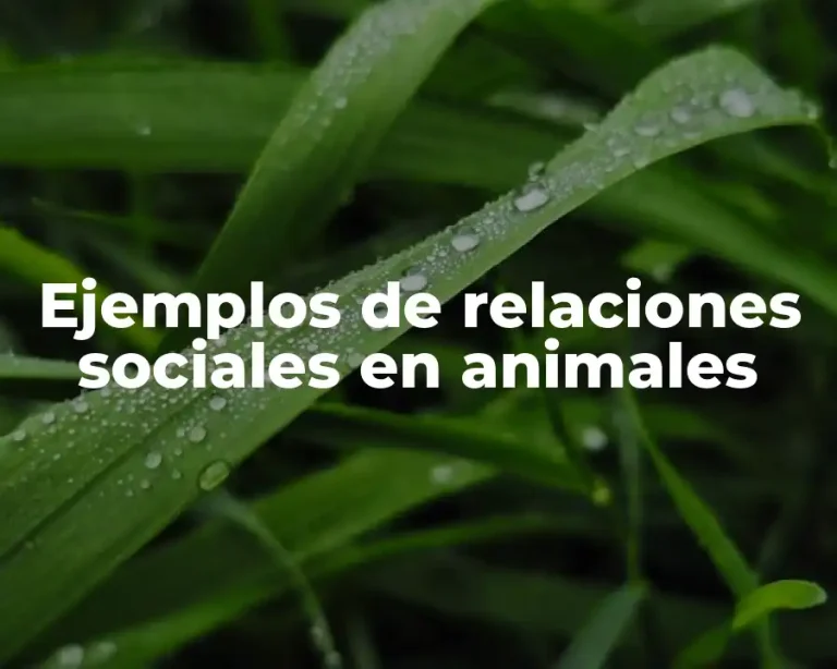 Ejemplos de relaciones sociales en animales