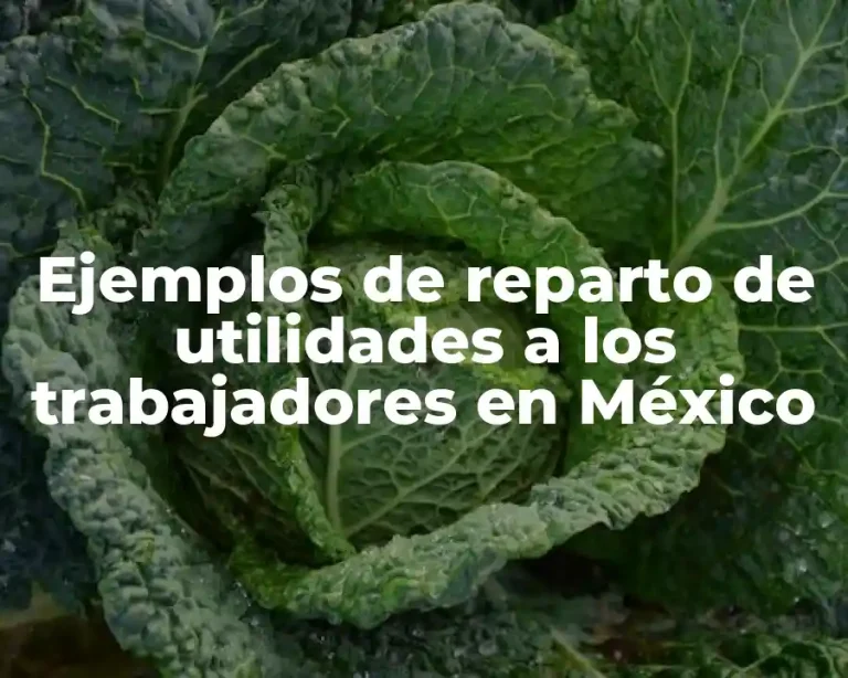 Ejemplos de reparto de utilidades a los trabajadores en México