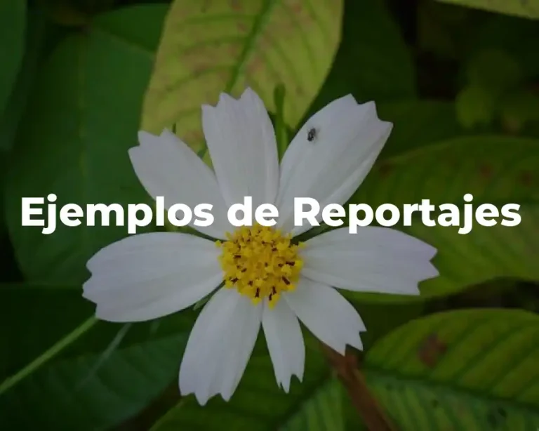 Ejemplos de Reportajes