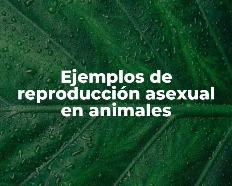 Ejemplos de reproducción asexual en animales