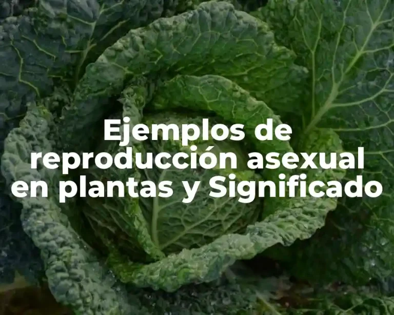 Ejemplos de reproducción asexual en plantas y Significado