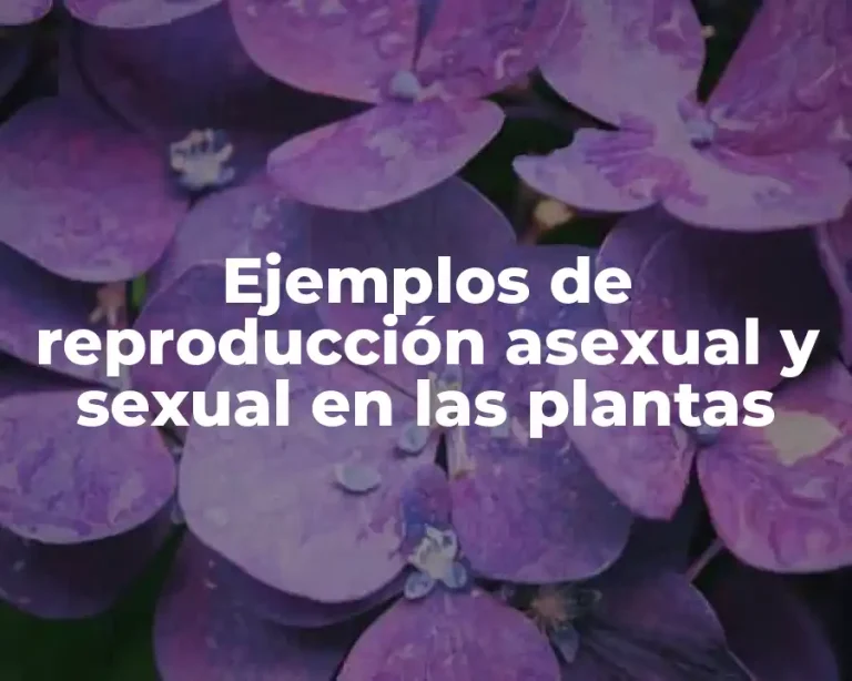 Ejemplos de reproducción asexual y sexual en las plantas