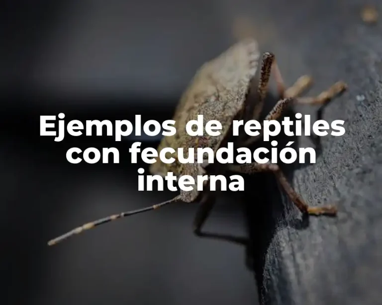 Ejemplos de reptiles con fecundación interna