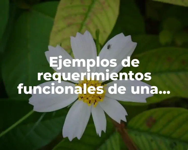 Ejemplos de requerimientos funcionales de una empresa