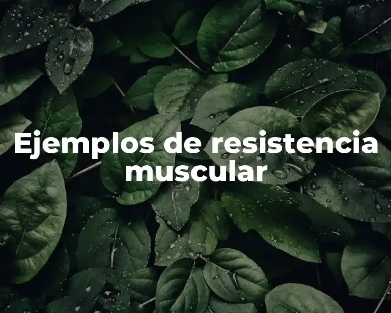 Ejemplos de resistencia muscular