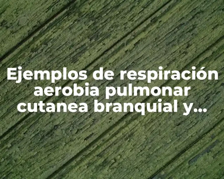 Ejemplos de respiración aerobia pulmonar cutanea branquial y traqueal