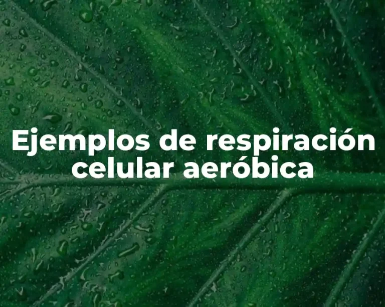 Ejemplos de respiración celular aeróbica