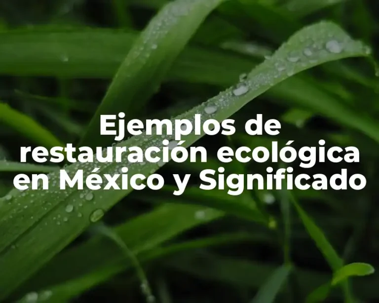 Ejemplos de restauración ecológica en México y Significado