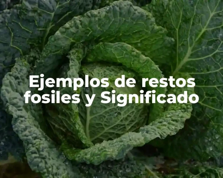 Ejemplos de restos fosiles y Significado