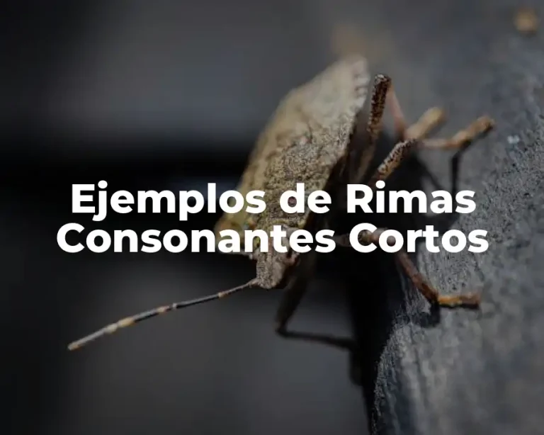 Ejemplos de Rimas Consonantes Cortos