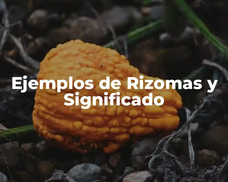 Ejemplos de Rizomas y Significado