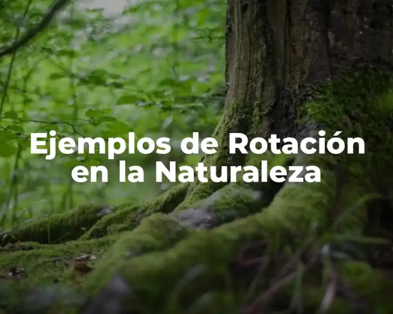 Ejemplos de Rotación en la Naturaleza