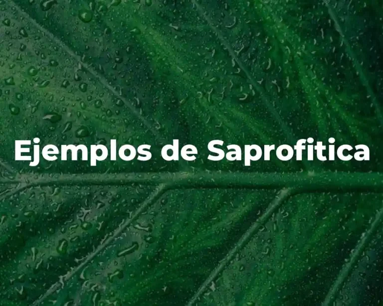 Ejemplos de Saprofitica