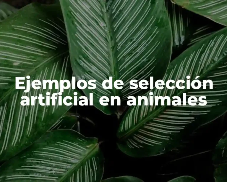 Ejemplos de selección artificial en animales