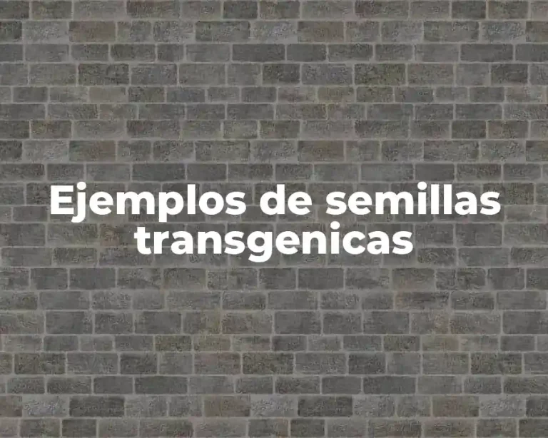 Ejemplos de semillas transgenicas