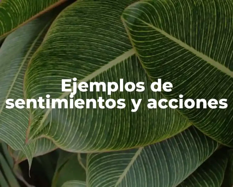 Ejemplos de sentimientos y acciones