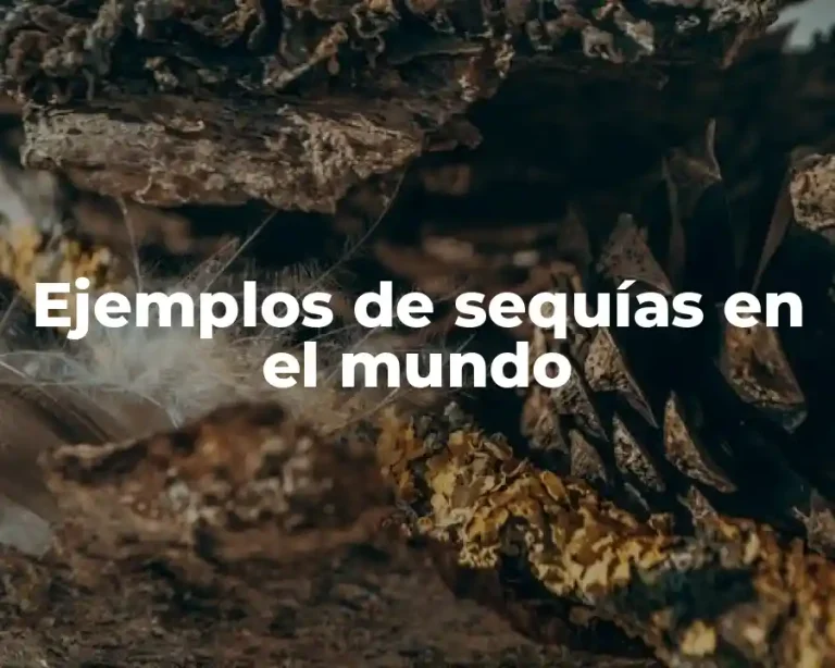 Ejemplos de sequías en el mundo