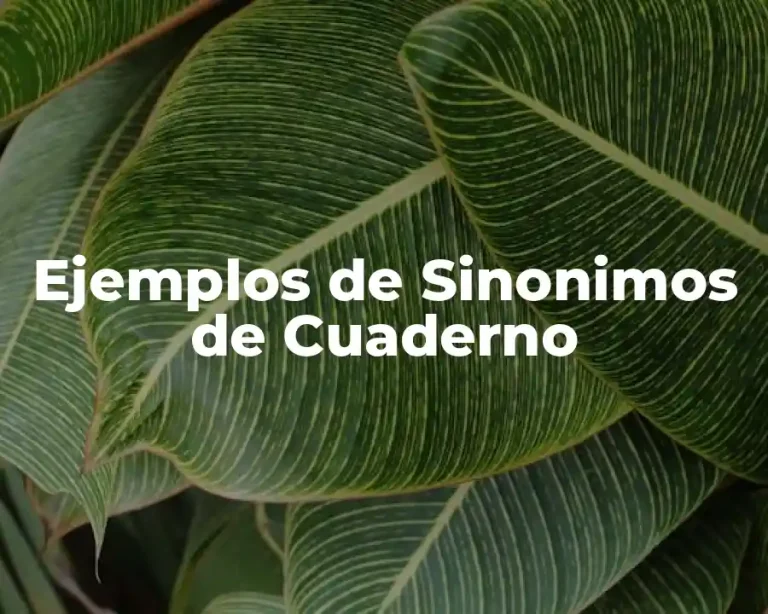 Ejemplos de Sinonimos de Cuaderno