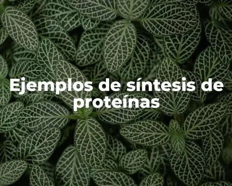 Ejemplos de síntesis de proteínas