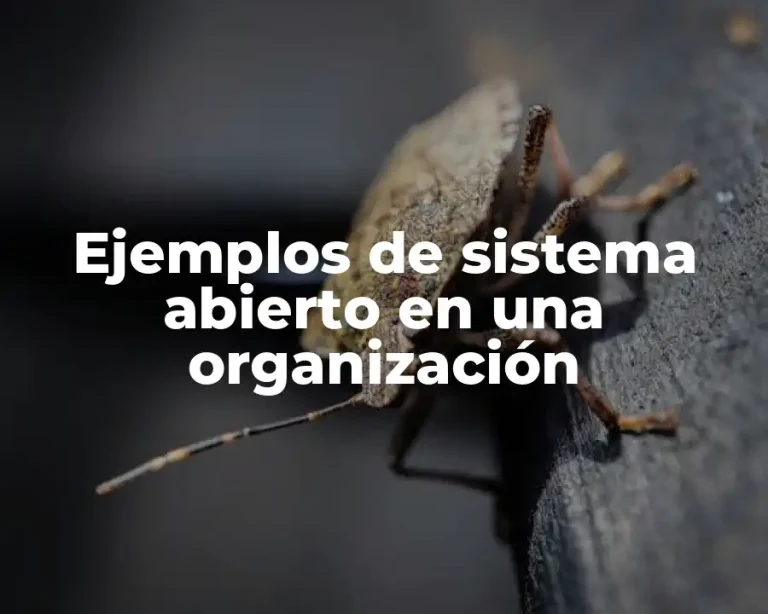 Ejemplos de sistema abierto en una organización