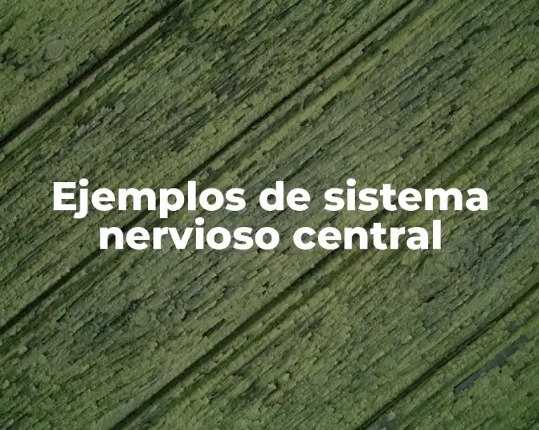 Ejemplos de sistema nervioso central