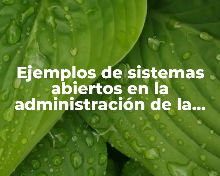 Ejemplos de sistemas abiertos en la administración de la producción y Significado