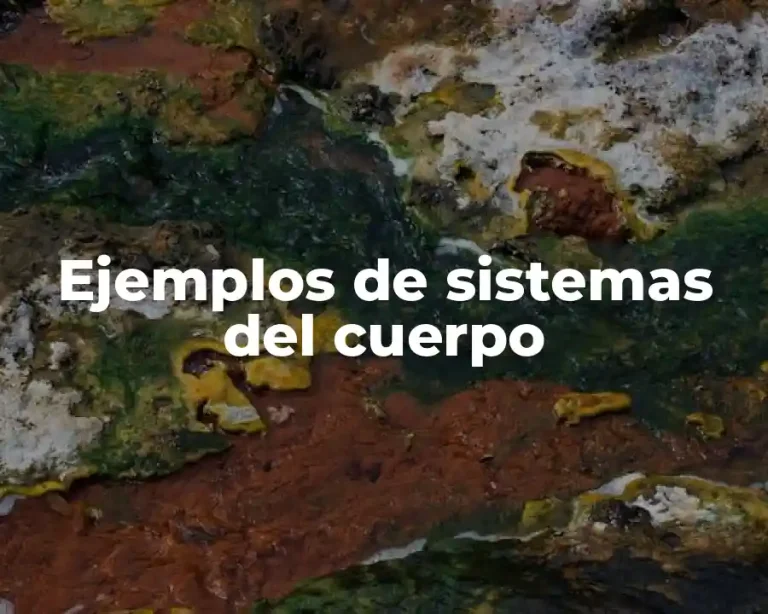Ejemplos de sistemas del cuerpo