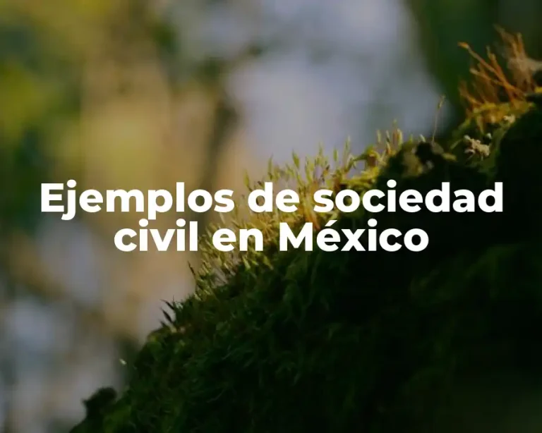 Ejemplos de sociedad civil en México