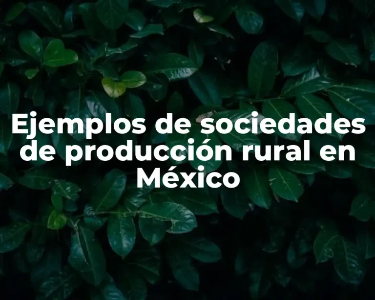 Ejemplos de sociedades de producción rural en México