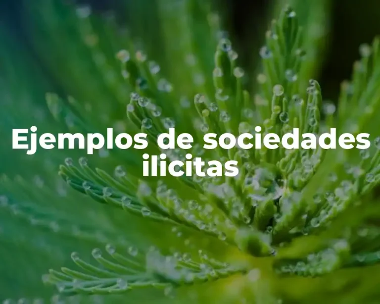 Ejemplos de sociedades ilicitas