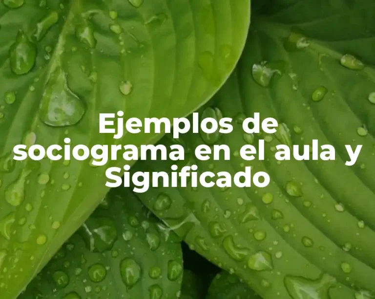 Ejemplos de sociograma en el aula y Significado