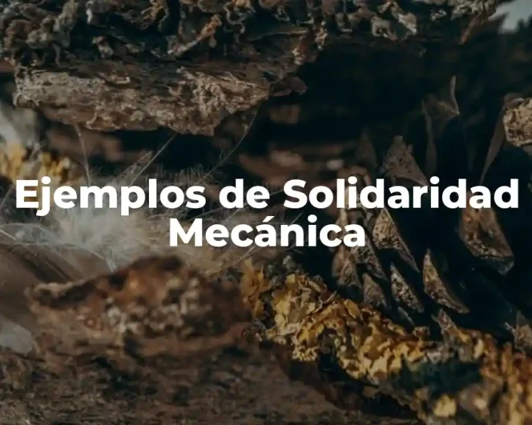 Ejemplos de Solidaridad Mecánica
