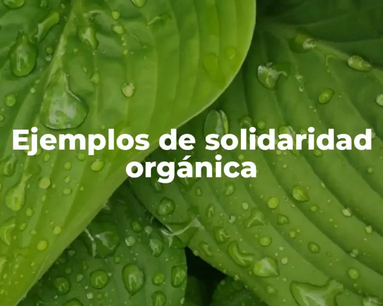 Ejemplos de solidaridad orgánica