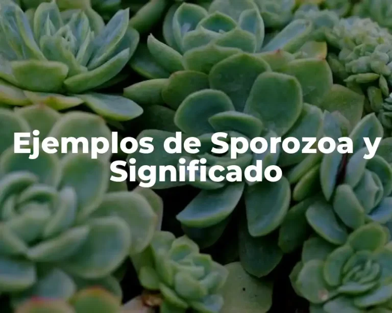 Ejemplos de Sporozoa y Significado