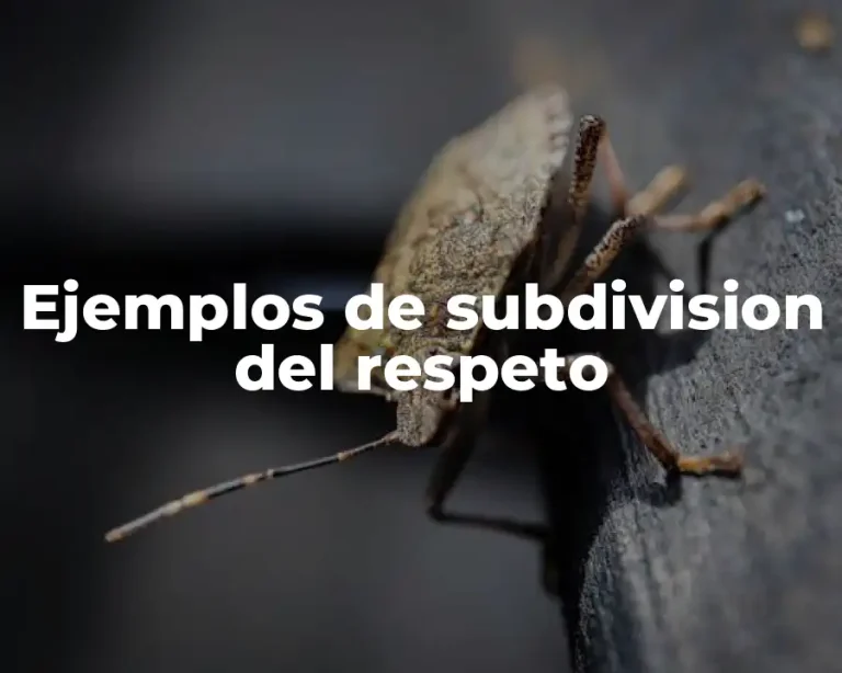 Ejemplos de subdivision del respeto
