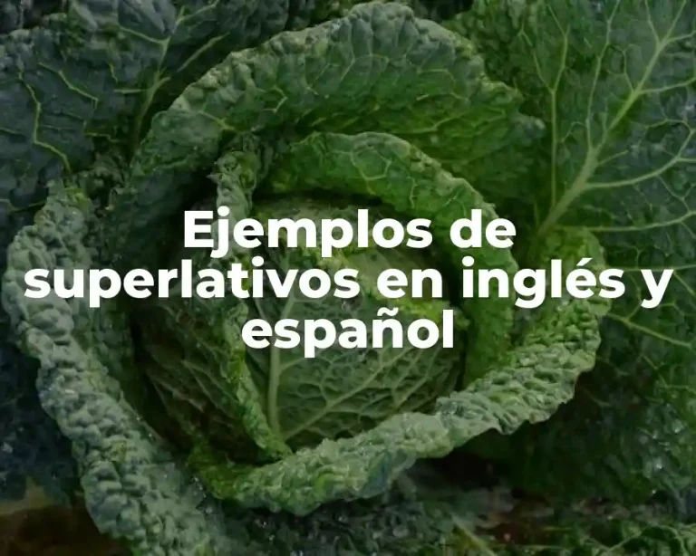 Ejemplos de superlativos en inglés y español