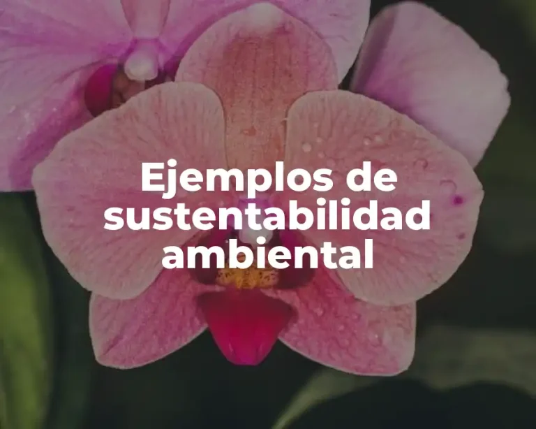 Ejemplos de sustentabilidad ambiental