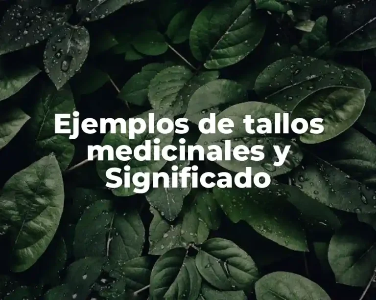 Ejemplos de tallos medicinales y Significado