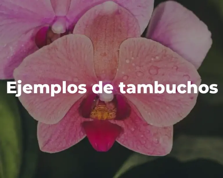 Ejemplos de tambuchos