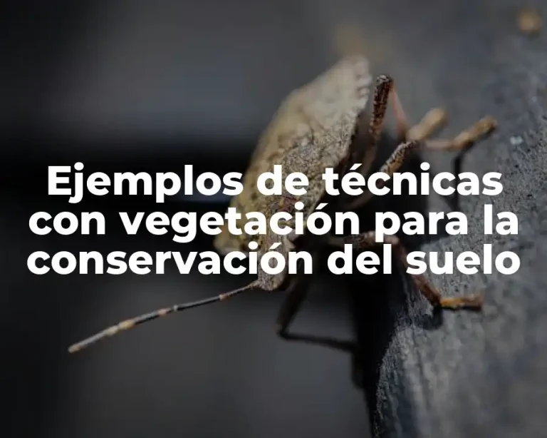 Ejemplos de técnicas con vegetación para la conservación del suelo